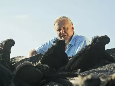 Picture Shows: Sir David Attenborough and marine iguanas (amblyrhynchus cristatus)  TX:BBC ONE, TBA &copy;Miles Barton Sir David Attenborough transforms our perceptions of cold-blooded animals in the final chapter of his epic overview of life on Earth. 'Reptiles and amphibians are sometimes thought of as slow, dim-witted and primitive. In fact they can be lethally fast, spectacularly beautiful, surprisingly affectionate and extremely sophisticated,' says David. WARNING: Use of this copyright image is subject to the terms of use of BBC Pictures' BBC Digital Picture Service. In particular, this image may only be published in print for editorial use during the publicity period (the weeks immediately leading up to and including the transmission week of the relevant programme or event and three review weeks following) for the purpose of publicising the programme, person or service pictured and provided the BBC and the copyright holder in the caption are credited. Any use of this image on the internet and other online communication services will require a separate prior agreement with BBC Pictures. For any other purpose whatsoever, including advertising and commercial prior written approval from the copyright holder will be required.