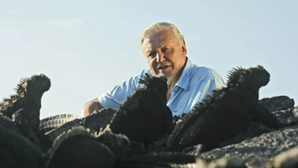 Picture Shows: Sir David Attenborough and marine iguanas (amblyrhynchus cristatus)  TX:BBC ONE, TBA &copy;Miles Barton Sir David Attenborough transforms our perceptions of cold-blooded animals in the final chapter of his epic overview of life on Earth. 'Reptiles and amphibians are sometimes thought of as slow, dim-witted and primitive. In fact they can be lethally fast, spectacularly beautiful, surprisingly affectionate and extremely sophisticated,' says David. WARNING: Use of this copyright image is subject to the terms of use of BBC Pictures' BBC Digital Picture Service. In particular, this image may only be published in print for editorial use during the publicity period (the weeks immediately leading up to and including the transmission week of the relevant programme or event and three review weeks following) for the purpose of publicising the programme, person or service pictured and provided the BBC and the copyright holder in the caption are credited. Any use of this image on the internet and other online communication services will require a separate prior agreement with BBC Pictures. For any other purpose whatsoever, including advertising and commercial prior written approval from the copyright holder will be required.