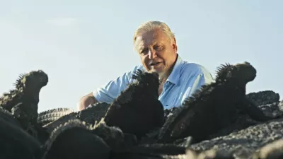 Picture Shows: Sir David Attenborough and marine iguanas (amblyrhynchus cristatus)  TX:BBC ONE, TBA ©Miles Barton Sir David Attenborough transforms our perceptions of cold-blooded animals in the final chapter of his epic overview of life on Earth. 'Reptiles and amphibians are sometimes thought of as slow, dim-witted and primitive. In fact they can be lethally fast, spectacularly beautiful, surprisingly affectionate and extremely sophisticated,' says David. WARNING: Use of this copyright image is subject to the terms of use of BBC Pictures' BBC Digital Picture Service. In particular, this image may only be published in print for editorial use during the publicity period (the weeks immediately leading up to and including the transmission week of the relevant programme or event and three review weeks following) for the purpose of publicising the programme, person or service pictured and provided the BBC and the copyright holder in the caption are credited. Any use of this image on the internet and other online communication services will require a separate prior agreement with BBC Pictures. For any other purpose whatsoever, including advertising and commercial prior written approval from the copyright holder will be required.