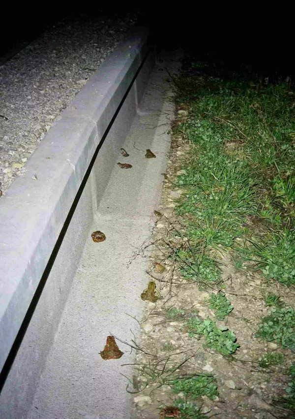 Varovalna ograja za dvoživke. / Foto: Andreja Kavčič