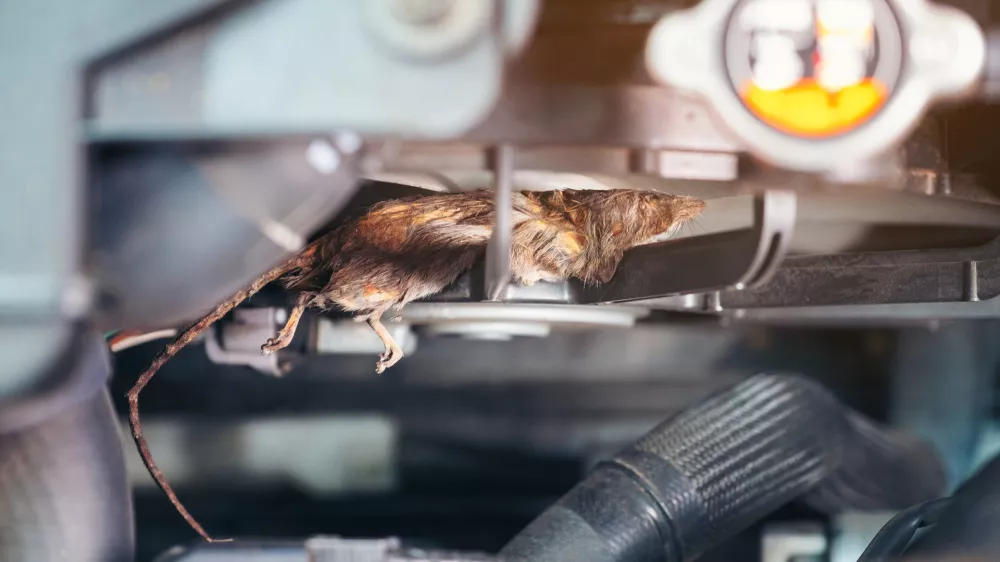 Auto mechanic clean dirty air fan form mouse.It try collect garbage to build rat's nest in car. technician repairs problem