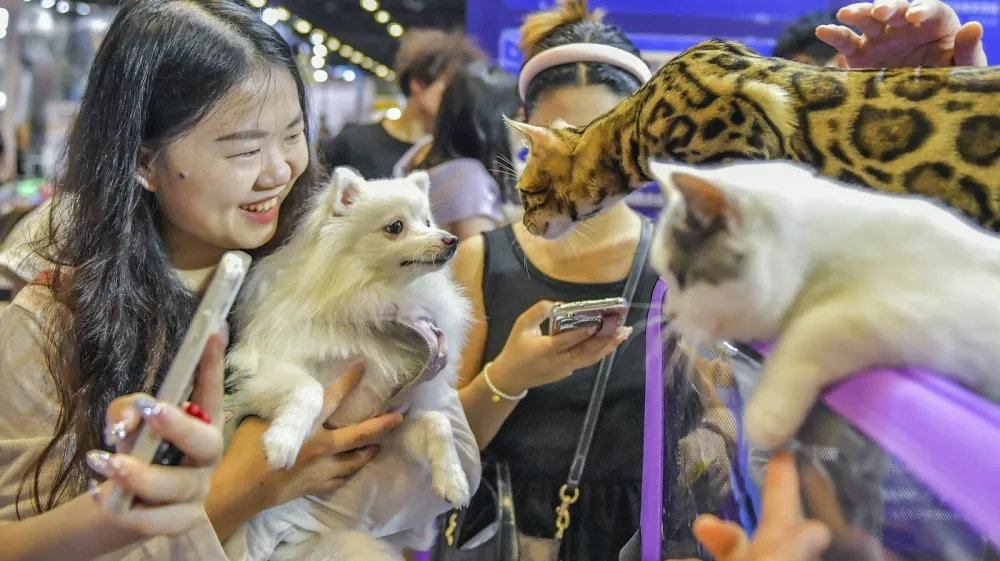 NANNING, CHINA - AUGUST 09: A visitor holding a dog views cats at an exhibition of 2025 Grandeur World Pet Fair at Nanning International Convention and Exhibition Center on August 9, 2025 in Nanning, Guangxi Zhuang Autonomous Region of China. Copyright: xVCGx 111584096366,Image: 1028459412, License: Rights-managed, Restrictions: imago is entitled to issue a simple usage license at the time of provision. Personality and trademark rights as well as copyright laws regarding art-works shown must be observed. Commercial use at your own risk.;PUBLICATIONxNOTxINxCHN, Model Release: no