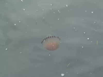 Koper, promenada.Meduze na koprski promenadi.