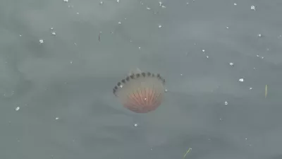 Koper, promenada.Meduze na koprski promenadi.