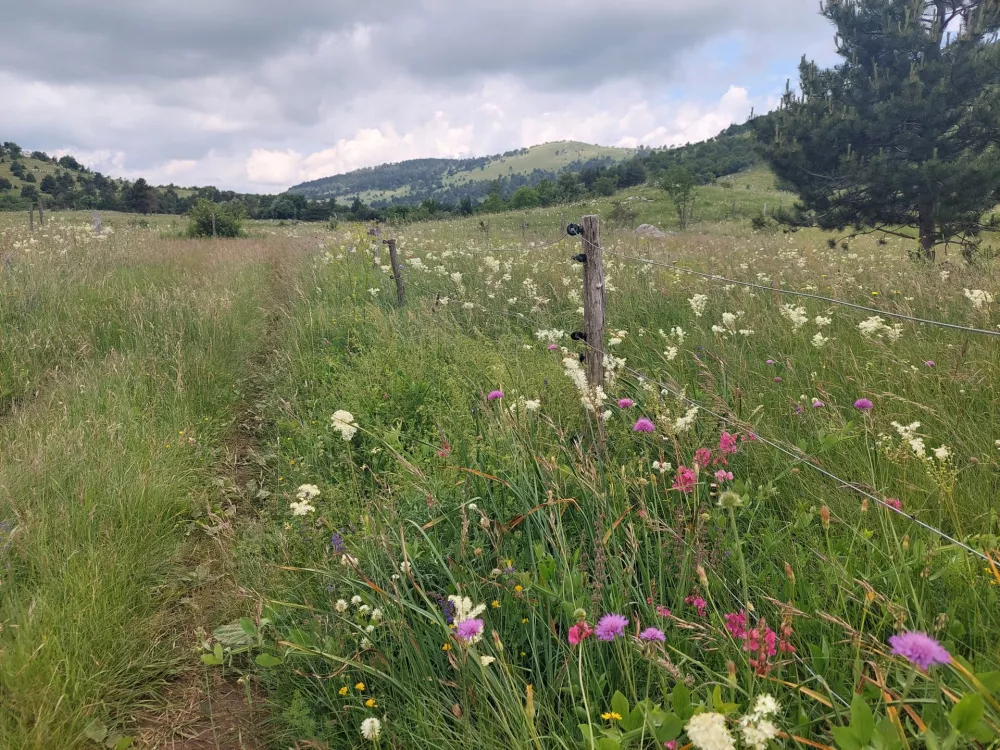 Pa&scaron;nik, ograja / Foto: Občina Ilirska Bistrica 