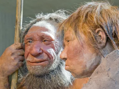 Nach rund 40.000 Jahren treffen am Freitag, 20. Maerz 2009, erstmals die beiden Neanderthaler "N", links, und "Wilma" im Neanderthal Museum in Mettmann aufeinander. Die Rekonstruktion des 1856 in der Feldhofer Grotte gefundenen "N" steht seit 2006 im Museum und hat nun einen weiblichen Part in der fuer das amerikanische Magazin National Geopgraphic rekonstruierten "Wilma" gefunden. Sie wurde von den niederlaendischen Kuenstler Alfons und Adrie Kennis auf einem idealisierten Neanderthalerskelett des American Museum of Natural History in New York aufgebaut. (AP Photo/Martin Meissner) --- The prehistoric Neanderthal man "N", left, is visited for the first time by another reconstruction of a homo neanderthalensis called "Wilma", right, at the Neanderthal museum in Mettmann, Germany, Friday, March 20, 2009. The world famous fossil "N" is about 40.000 years old and was found 1856 at the Feldhofer grotto at the Neander Valley in Mettmann, western Germany. "Wilma" was built by Dutch artists Alfons and Adrie Kennis for the National Geographic magazine on a skeleton from the American museum of natural history in New York. (AP Photo/Martin Meissner)