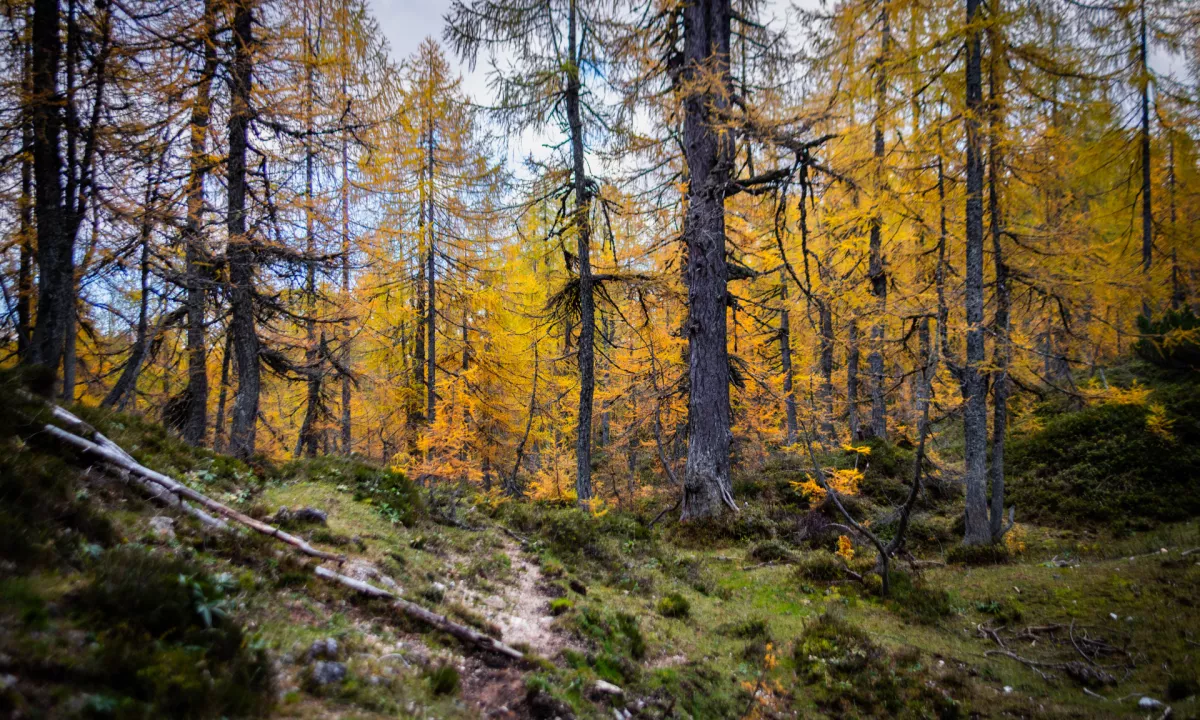 Sloveniji nam je uspelo v preteklosti uzakoniti dve pomembni