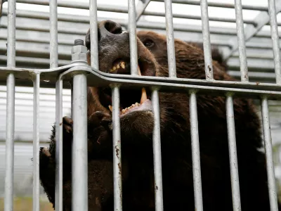 FILE PHOTO: A brown bear gnaws at the cage it is trapped in in Sunagawa, Hokkaido Prefecture, Japan October 16, 2024. REUTERS/Sakura Murakami/File Photo