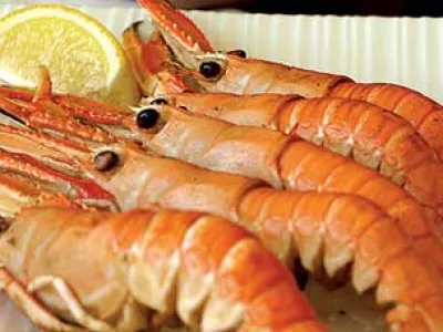 PORTAL SKAMPIJADA SKAMPI