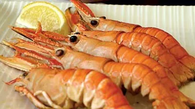 PORTAL SKAMPIJADA SKAMPI