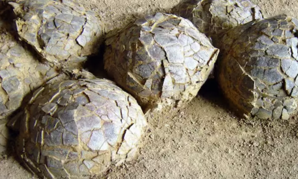 Na še neraziskanem območju parka dinozavrov na jugu Francije so paleontologi v zadnjih mesecih našli več kot 100 fosiliziranih dinozavrovih jajc.