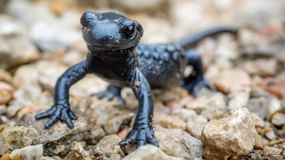 Close-up of a black Salamander on a rock / Foto: Mathias M&ouml;ller Getty Images/istockphoto