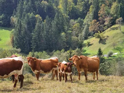 čreda krav, planine, gore, hribi, krave