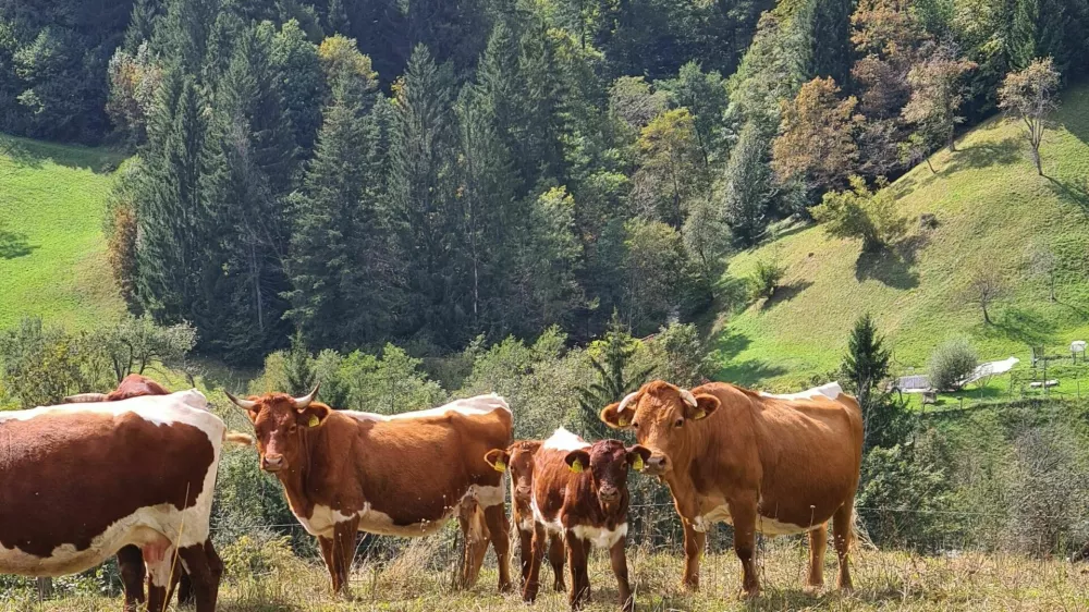 čreda krav, planine, gore, hribi, krave