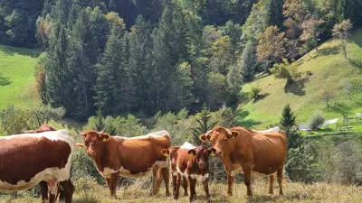 čreda krav, planine, gore, hribi, krave