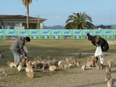 Editorial use only. For use only in this story/Shutterstock (5657836g)Visitors to Rabbit Island feed resident rabbitsRabbit Island, Okunoshima, Japan - 2015FULL COPY: http://www.rexfeatures.com/nanolink/s8k5Photographer Michael Yang pays a visit to Okunoshima, a small island in Japan that is overrun with bunnies, giving it the nickname "Rabbit Island". Here he shares his experience:"No one really knows where the bunnies came from. Some people say that the bunnies were released after World War II from the poison gas factory located on the island. Others say that school children released their bunnies on the island. In any case, they have no natural predators on the island so they have overrun it.",Image: 282192542, License: Rights-managed, Restrictions: CREDIT: Michael Yang/Rex Shutterstock. Editorial use only. For use only in this story, Model Release: no 