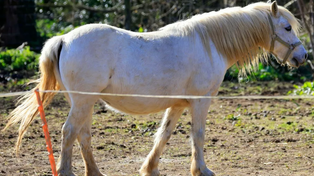 White pony, beli poni, konj, konji
