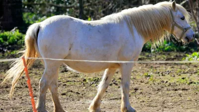 White pony, beli poni, konj, konji