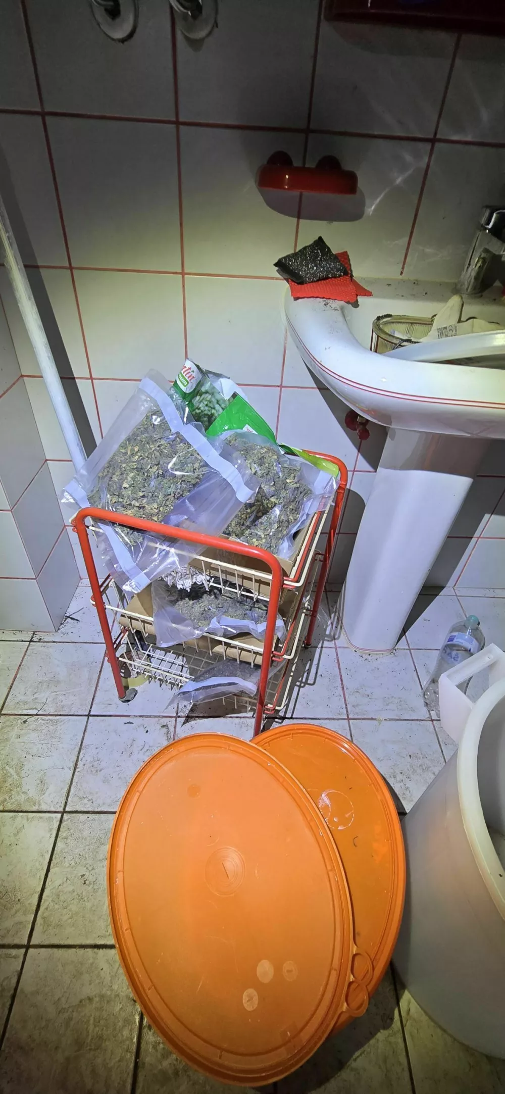 V hi&scaron;ni preiskavi na Igu so zasegli okoli 300 sadik konoplje.