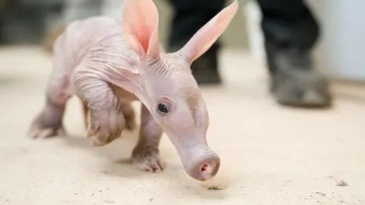 ONLINE EMBARGO 00.01 BST, 20/05/26Keepers at Chester Zoo have stepped in to help save the life of an adorable baby aardvark - by hand-rearing him with a bottle. // The tiny calf called Womble is being bottle-fed warm milk throughout the night to help him grow after mum Oni failed to produce enough milk to support her newborn. The cute new arrival - which is said to be the UK's only baby aardvark - was born at the zoo on April 3 to Oni, 13, and 10-year-old dad Koos. But conservationists have been forced to step in to help raise the naturally nocturnal animal and are now providing supplementary nightly feeds over several weeks. Photo released 19/05/2026,Image: 1100668052, License: Rights-managed, Restrictions: Editorial use, commercial use may require additional licenses. We don't use AI to make images which could be mistaken for news photos. AI use will be clearly indicated. Supplied on condition you ensure personal data is processed in compliance with UK GDPR, Model Release: no 