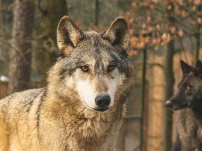 Trop kanadskih volkov bo kmalu dobilo novo ograjo. Foto: ZOO Ljubljana