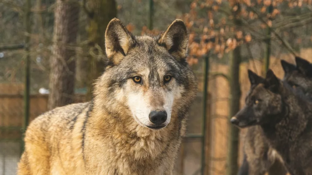 Trop kanadskih volkov bo kmalu dobilo novo ograjo. Foto: ZOO Ljubljana