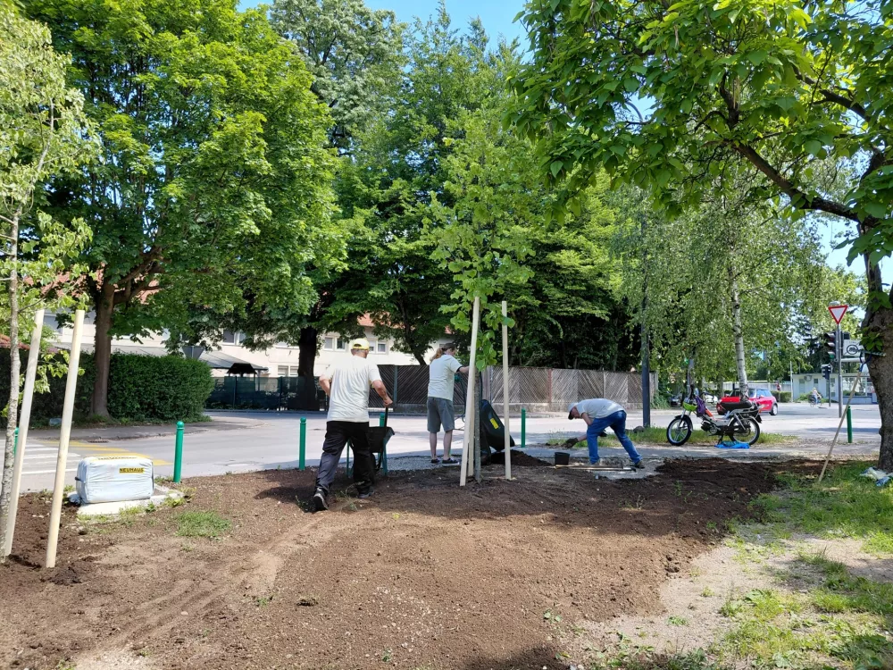 Prebivalci upajo, da se bodo z zasaditvijo lipovih dreves zdaj znebili neodgovornega parkiranja na zelenici. Foto: Vesna Levičnik