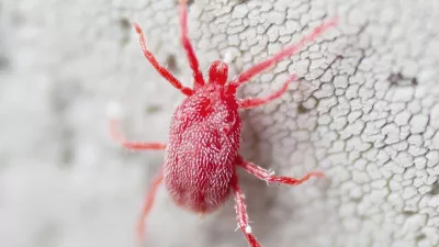 Balaustium murorum