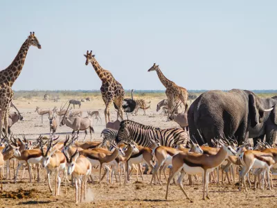 Wild animals congregate around a waterhole in Etosha National Park, northern Namibia, Africa.