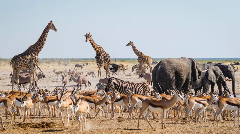 Wild animals congregate around a waterhole in Etosha National Park, northern Namibia, Africa.