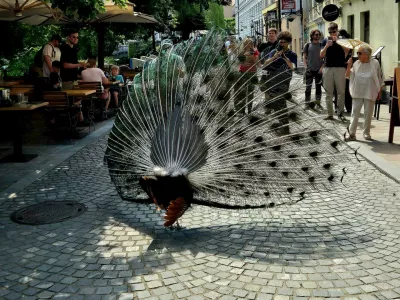 Pav, Ljubljana, Petkov&scaron;kovo nabrežje. Foto: Dnevnik