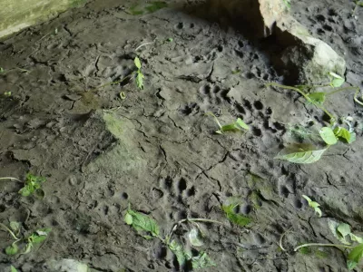 Na blatnem delu skalnate obale so zasledili več stopinj vidre.