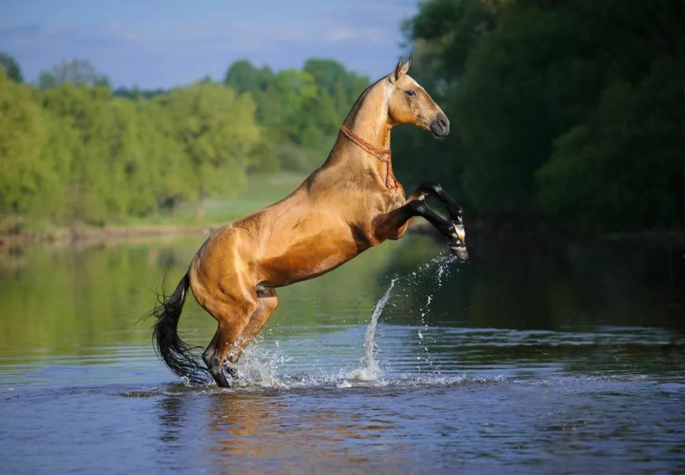 A golden buckskin Akhalteke horse is rearing and playing in the shallow river. / Foto: Druzkate