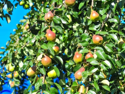 Hru&scaron;ka. Slika je simbolična. / Foto: Istock
