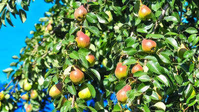 Hru&scaron;ka. Slika je simbolična. / Foto: Istock