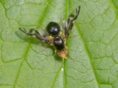 Zelenina muha. Slika je simbolična. / Foto: Istock