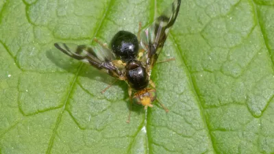 Zelenina muha. Slika je simbolična. / Foto: Istock