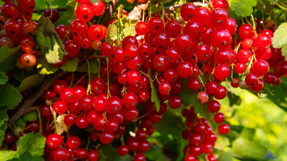 branch of red currants with leaves and berries, on a Sunny summer day / Foto: Elena Chelysheva