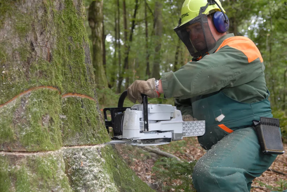 delo v gozdu, stihl, 461 / Foto: Tomaž Bukovec