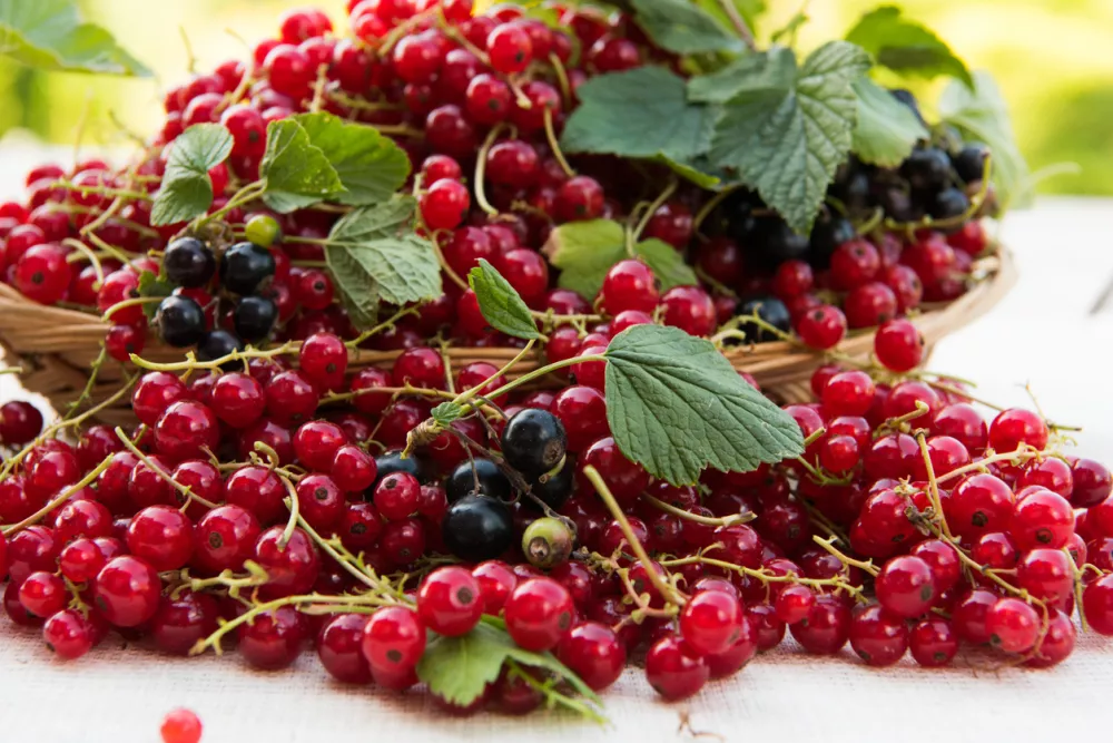 Red currant on the table summer dayRed currant on the table summer day / Foto: Goldfant Getty Images/istockphoto