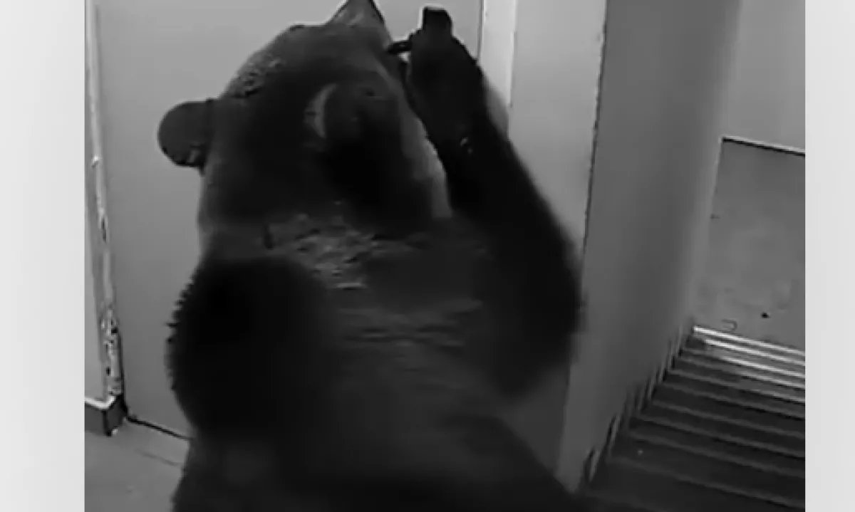 Medved je vdrl v hotel, zaposleni pa trdijo, da kljub klicu na številko za nujno pomoč ni bilo odziva.