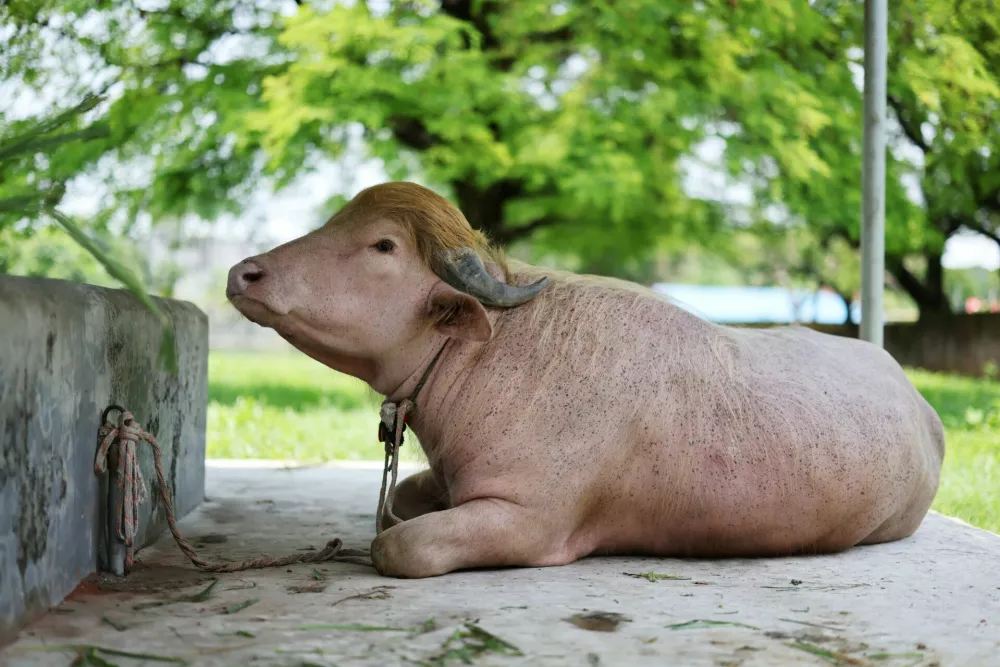 An albino buffalo, nicknamed after U.S. President Donald Trump, that recently went viral and was spared from sacrifice ahead of Eid al-Adha, sits after being moved to the Bangladesh National Zoo for public display, in Dhaka, Bangladesh, May 28, 2026. REUTERS/Mohammad Ponir Hossain