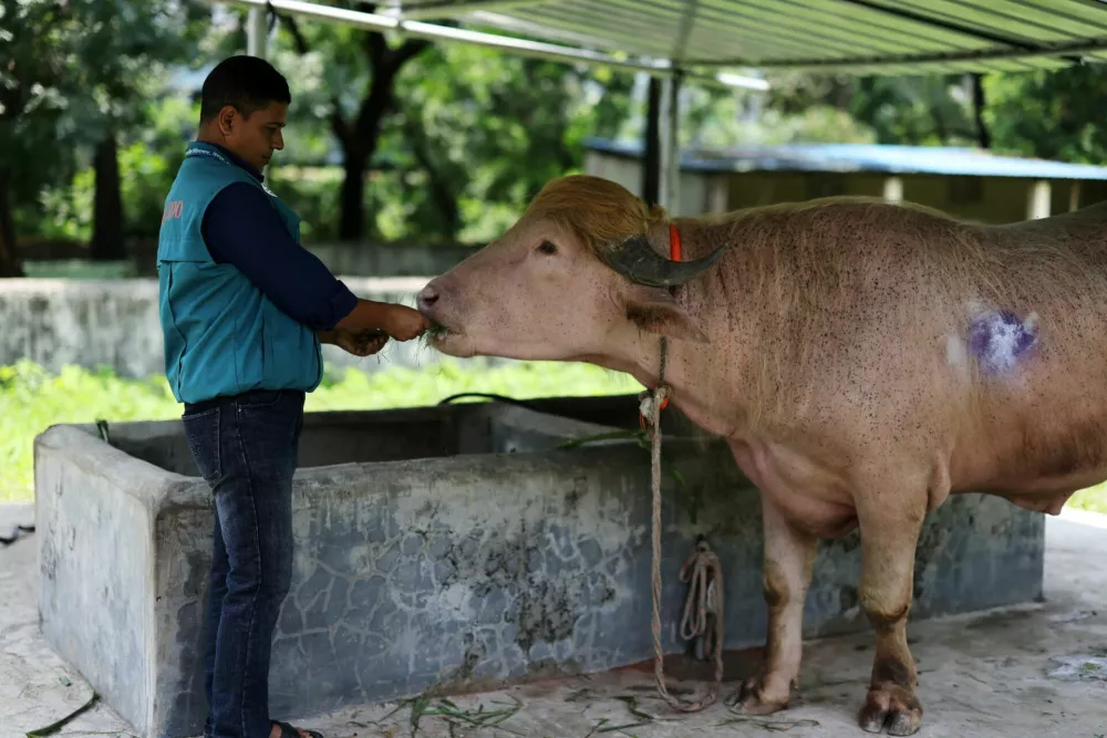 A zoo official feeds grass to an albino buffalo nicknamed after U.S. President Donald Trump that recently went viral and was spared from sacrifice ahead of Eid al-Adha, after it was moved to the Bangladesh National Zoo for public display, in Dhaka, Bangladesh, May 28, 2026. REUTERS/Mohammad Ponir Hossain
