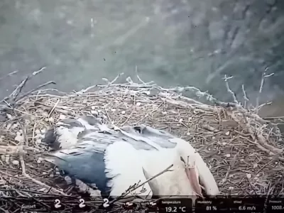 Mama &scaron;torklja je med točo razprla krila nad svojimi mladiči. Foto: posnetek zaslona