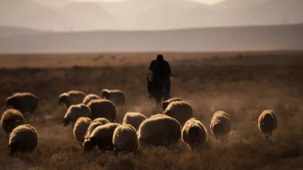 They contribute to the family economy by selling the milk, cheese, yoghurt and meat they obtain by breeding buffalos, cows, sheep and goats, and they travel in large herds to drink water at sunset.