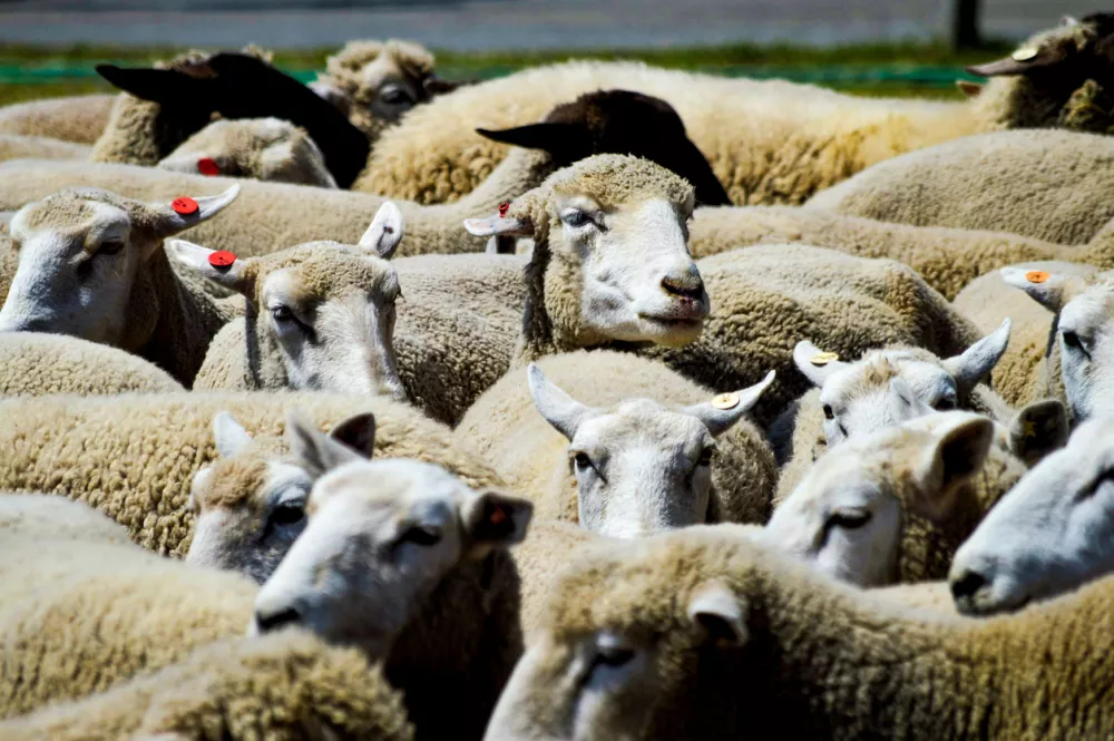A sheep parade in Chiba, Japan.