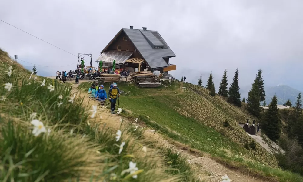 Koča na Golici, Golica, narcise