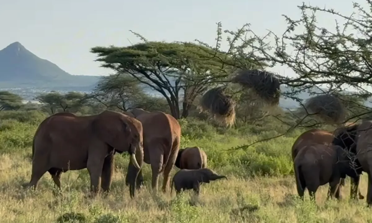 Organizacija Save the Elephants je v kenijski savani uspešno izvedla izjemno zahtevno in nevarno akcijo ter po več urah ločenosti združila družino slonov.