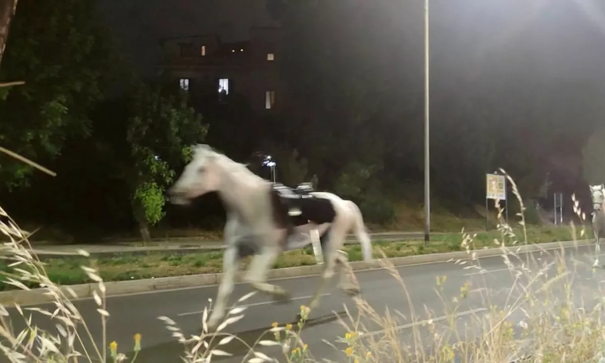 Med nočnimi vajami za dan republike je nepremišljena poteza prometnega policista sprožila beg več deset konj. Več jezdecev in živali je poškodovanih.