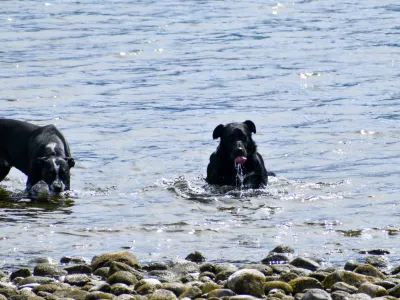 Black and white dog playing in the water / Foto: Leviticus Hayes Getty Images